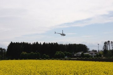 Yokohama's Nanohana Festival