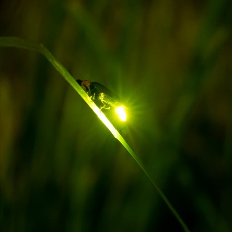 Fireflies