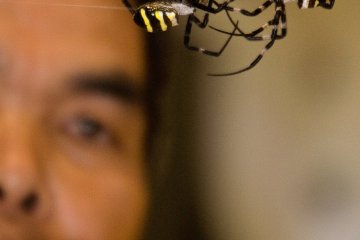 Kajiki Spider Fighting Festival