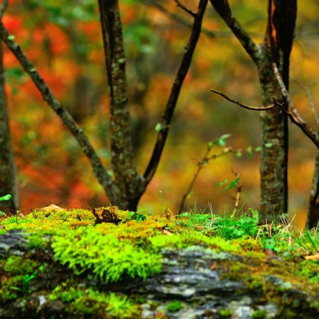 Iya Valley: Hidden Treasure