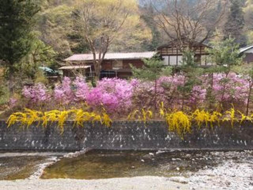 Blossoms along the river
