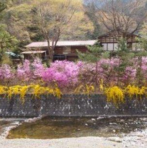 Blossoms along the river