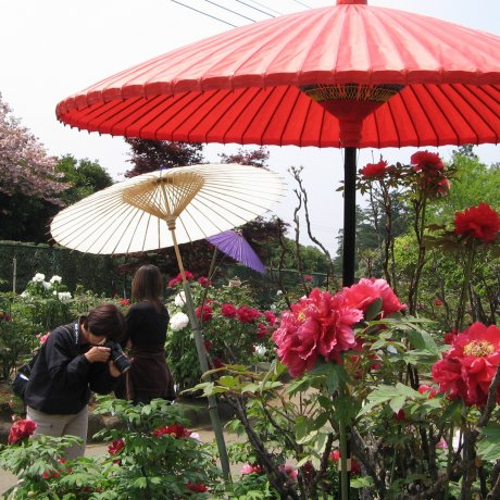 Three Famous Gardens