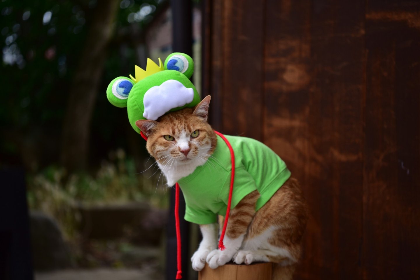 Matsumoto Frog Festival