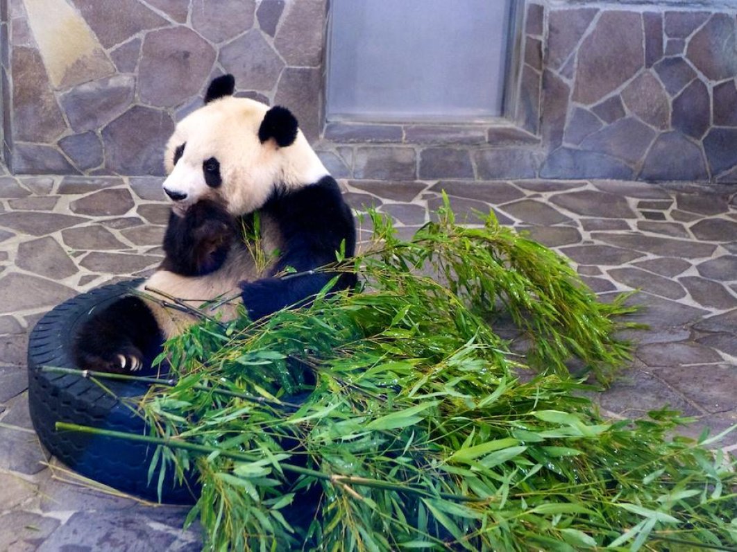 One of the famous pandas at Kobe Oji Zoo