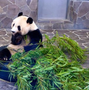 One of the famous pandas at Kobe Oji Zoo