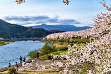 Kakunodate Cherry Blossom Festival