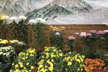 Urasa Chrysanthemum Festival