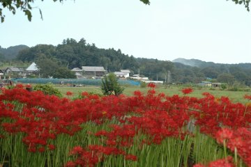 Manjushage Festival
