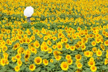 Akeno Sunflower Festival