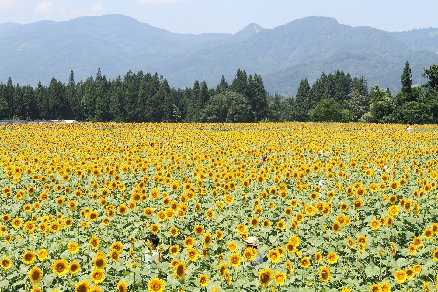 Tsunan Sunflower Festival