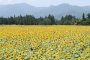 Tsunan Sunflower Festival
