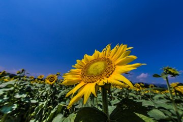 Tsunan Sunflower Festival
