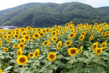 Nanko Sunflower Festival
