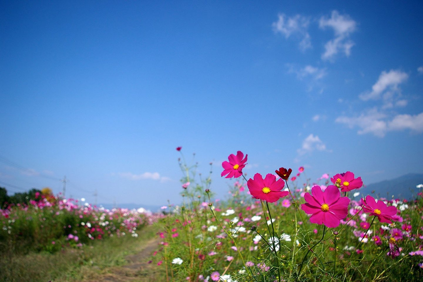 Cosmos Season at the Yume Cosmos Park