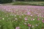 Higashi Sanbin Flower Valley Cosmos Festival