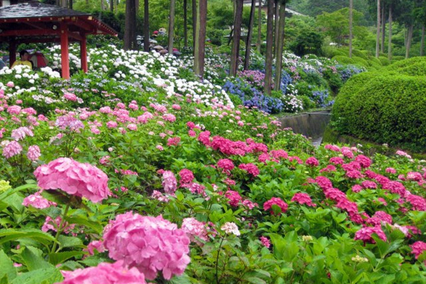 Hydrangea Season at Mimuroto-ji Temple