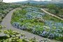 Hydrangea Festival at Jupia Land Hirata