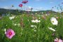 Hokubō Cosmos Festival
