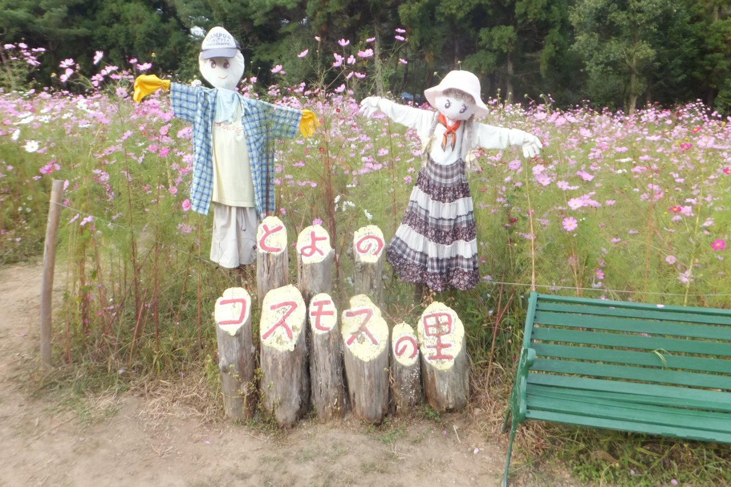 Toyono Cosmos Festival