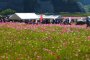 Maenohama Cosmos Festival