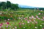 Cosmos Season at the Kurohime Plateau