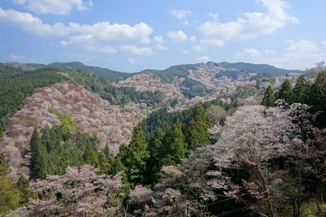 Mount Yoshino Sakura Festival