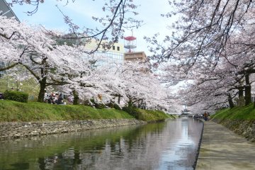 Sakura Season at Toyama's Matsukawa Park
