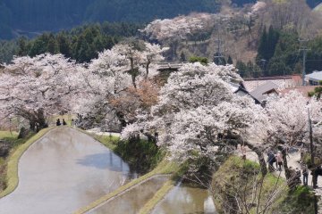 Mitake Cherry Blossom Festival