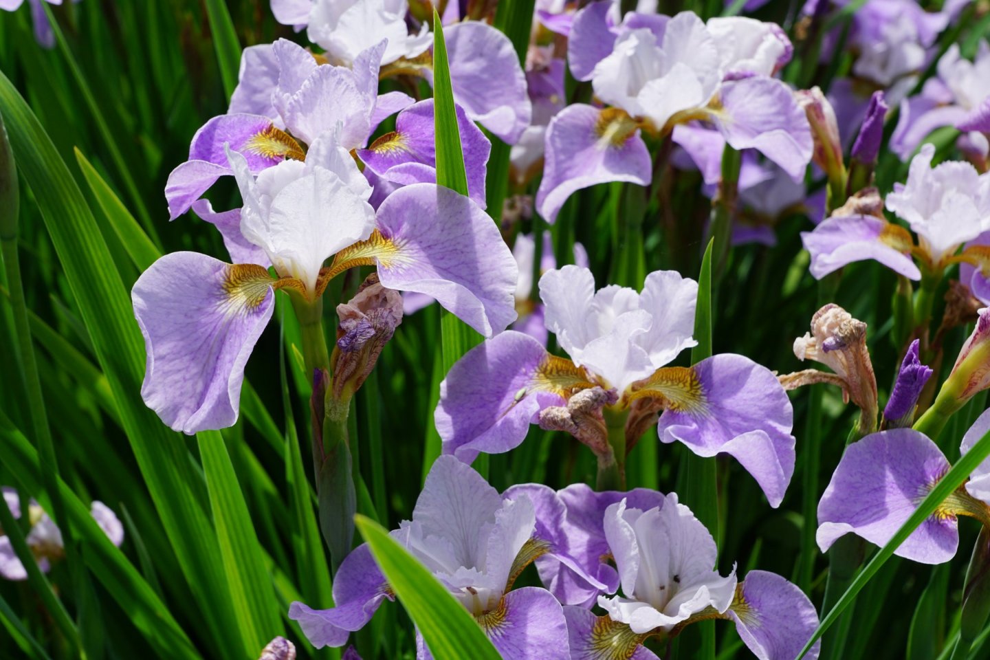 Nanrakuen Iris Festival