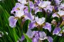 Nanrakuen Iris Festival