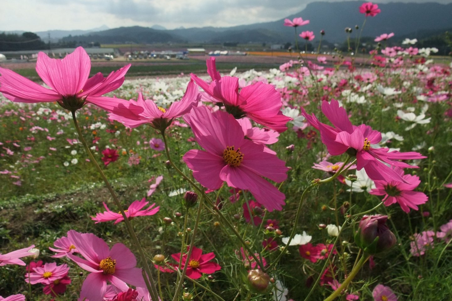 Cosmos Season at the Sanko Cosmos Garden