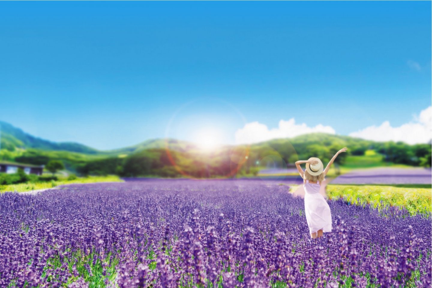Lavender Season at the Tambara Lavender Park