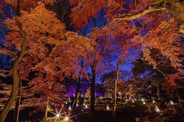 Autumn Leaves Night