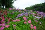 Wakamatsu Hydrangea Festival