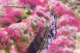 Achi Village Peach Blossom Festival