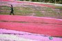 Uonuma Moss Phlox Festival
