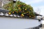 Hagi Summer Citrus Festival