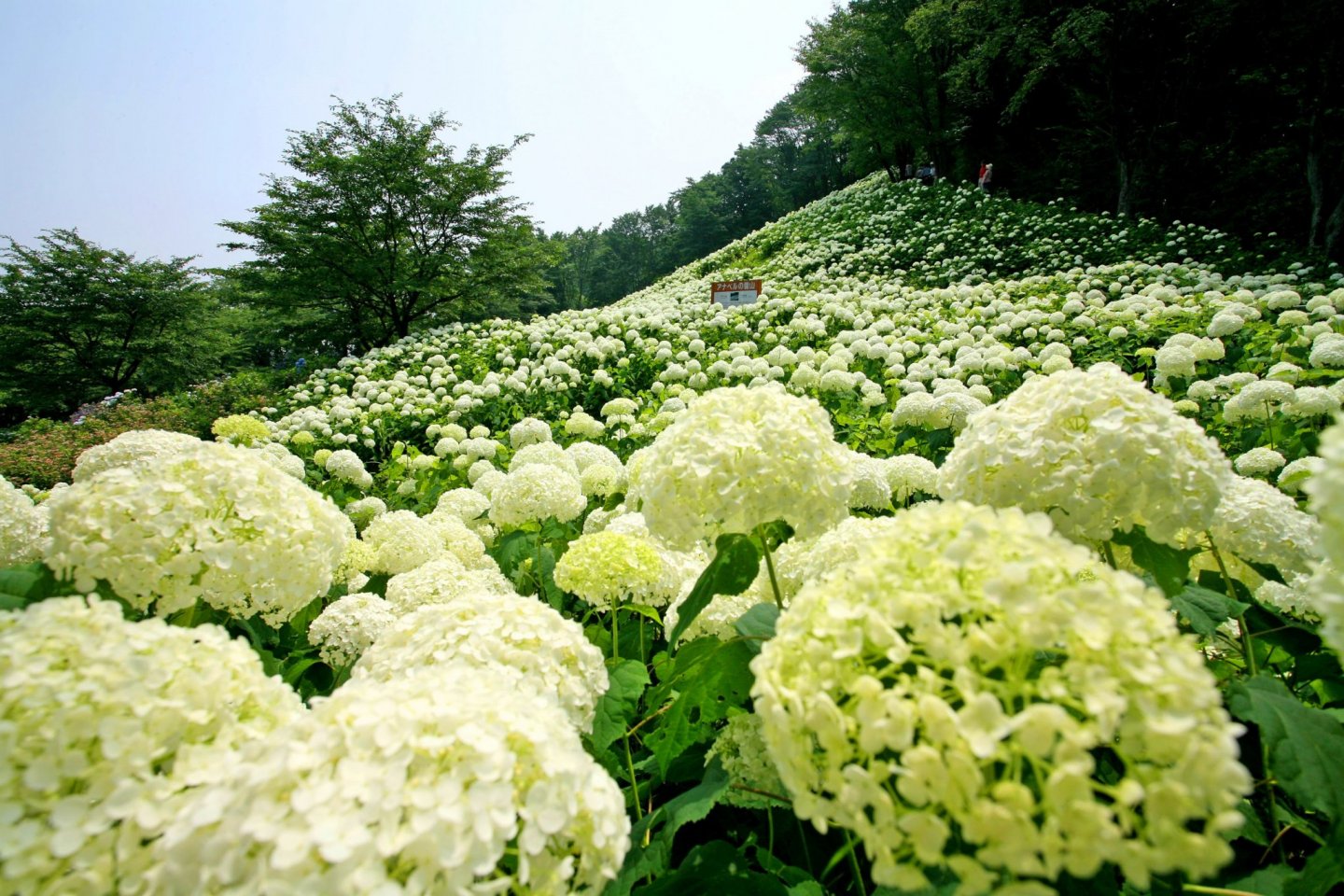 Wonderful Nature Village Hydrangea Festival