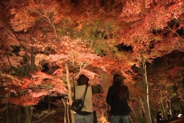 Shuzenji Niji no Sato Autumn Light Up