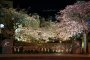 Itokawa Promenade Sakura Festival