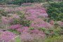 Motobu Yaedake Cherry Blossom Festival