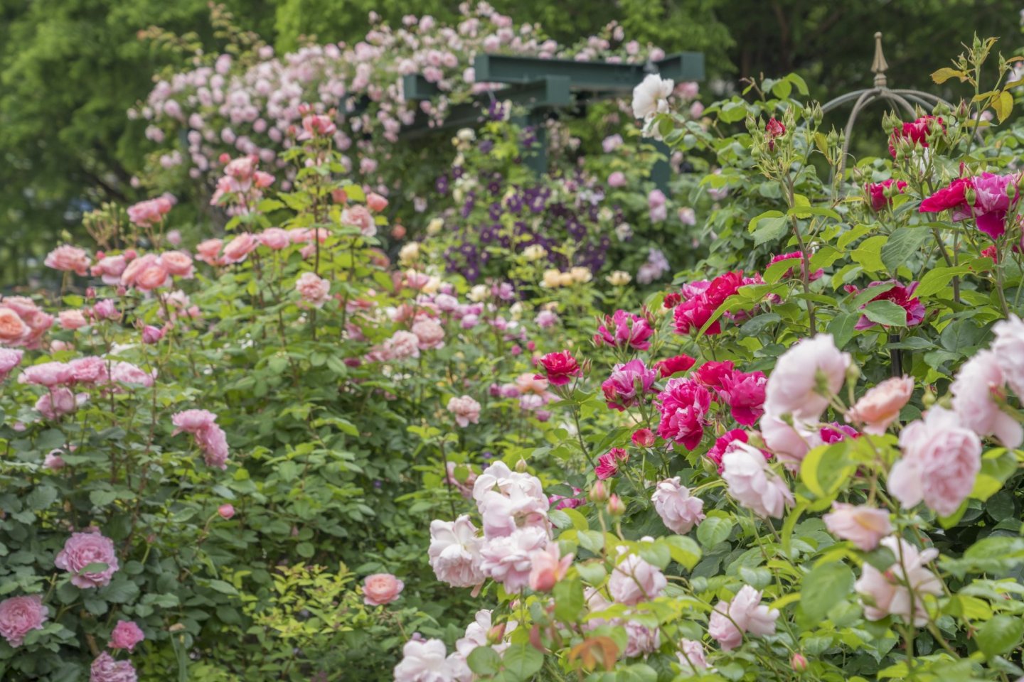 Shiki no Kaori Rose Garden Festival