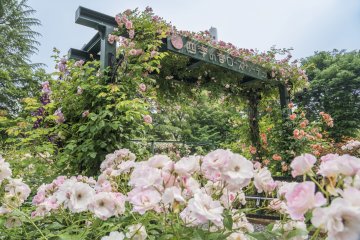 Shiki no Kaori Rose Garden Festival