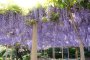 Kanahebisui Shrine Flower Festival