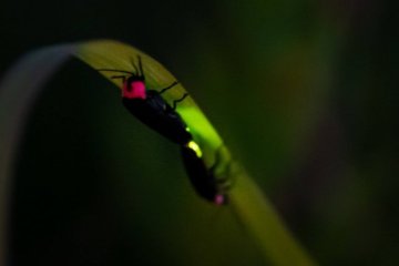 Firefly Viewing at Okawa Onsen Takegasawa Park