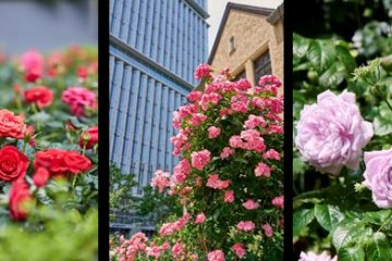 Kioi Rose Week