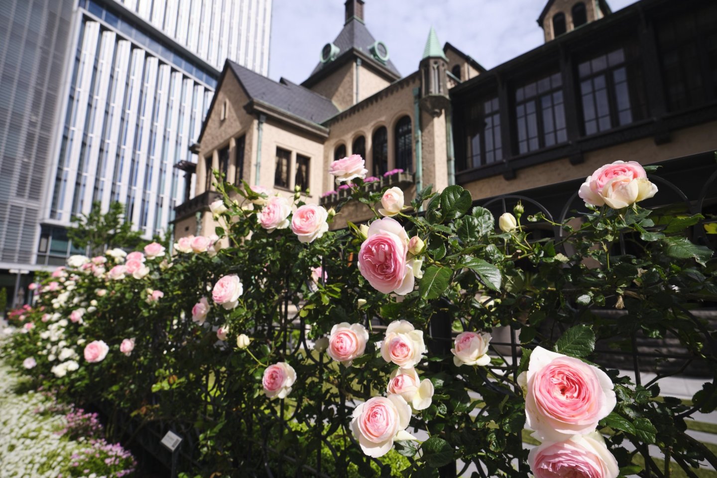 Kioi Rose Week