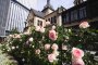 Kioi Rose Week