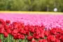 Tainai City Tulip Festival